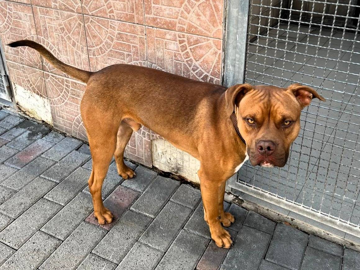 Adotta il cane NILO a Milano