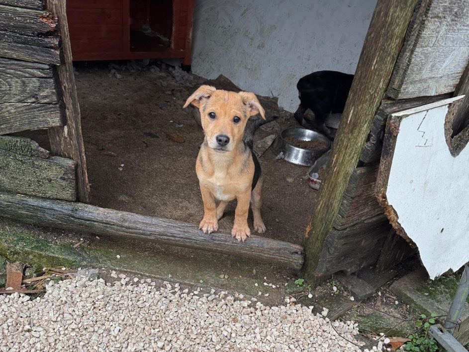 Adozione cane, maschio, Razza sconosciuta Razza sconosciuta, 3 mesi, taglia media contenuta, Frosinone