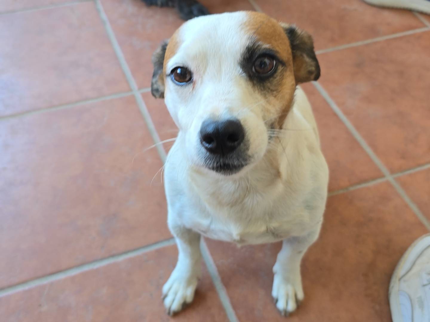 Adozione cane, maschio, Jack Russell Terrier Razza sconosciuta, 6 anni, taglia piccola, Roma