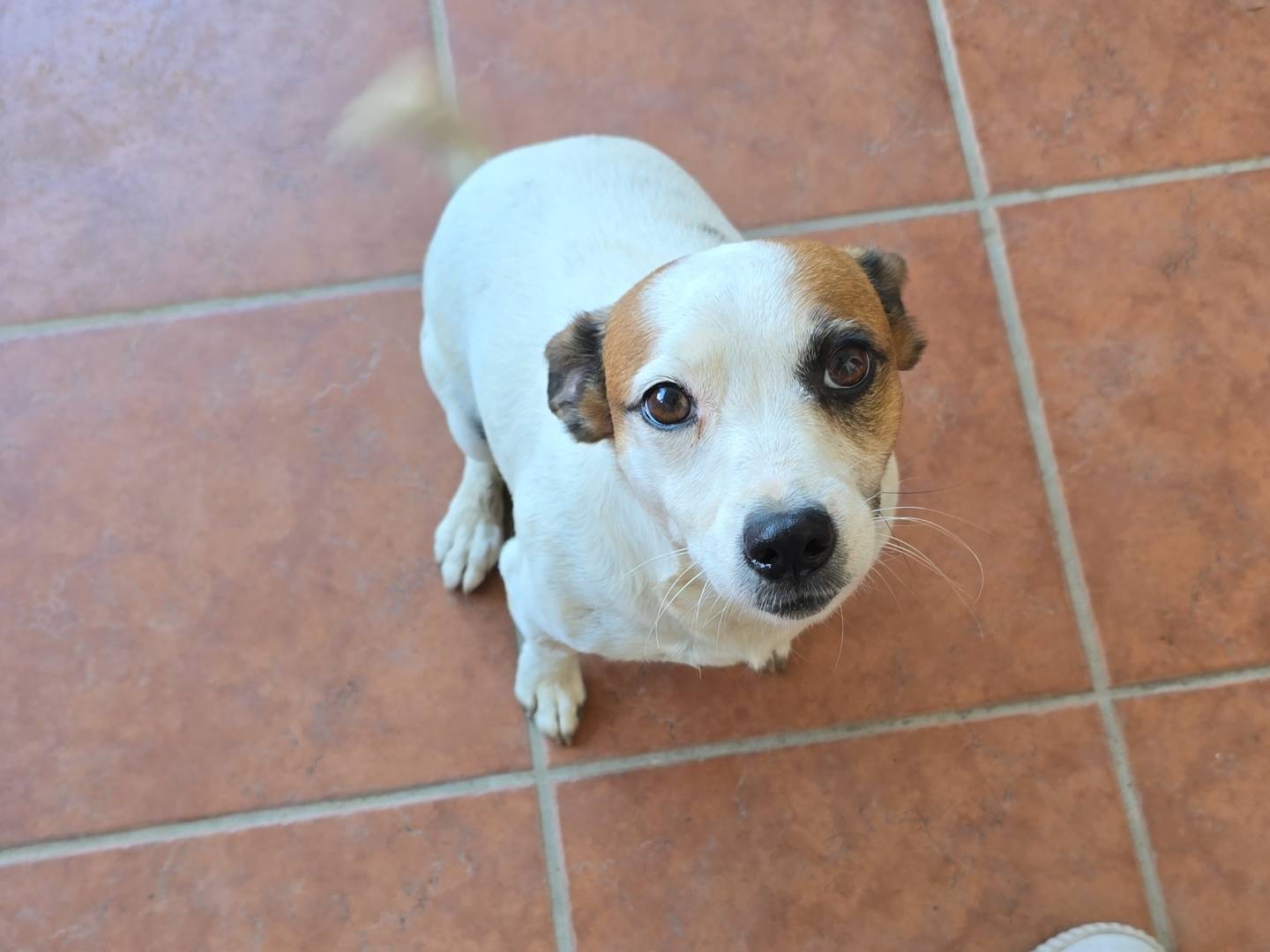 Adotta un cane, maschio, 6 anni, Roma