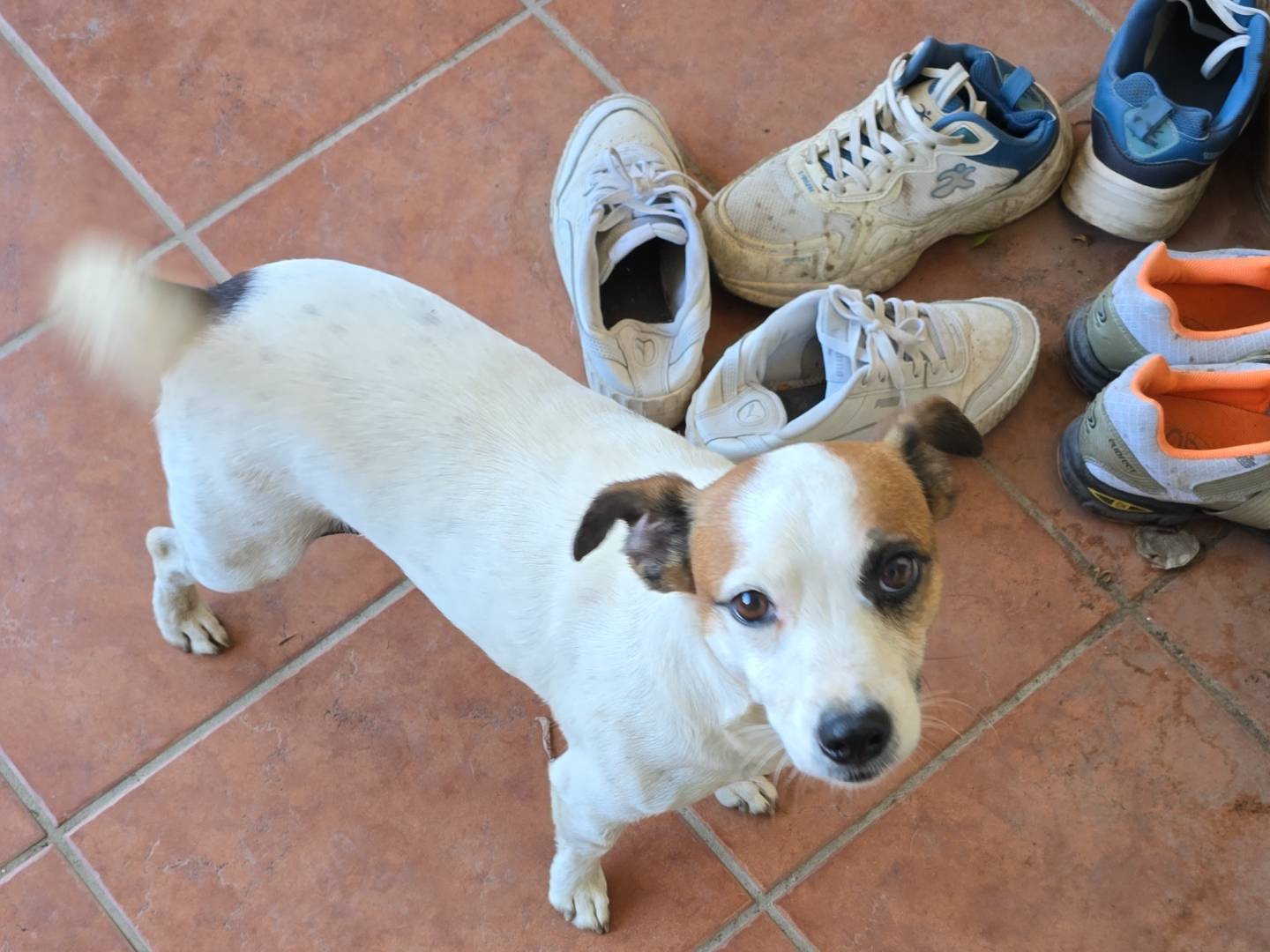 Adotta un cane, taglia piccola, maschio, Roma