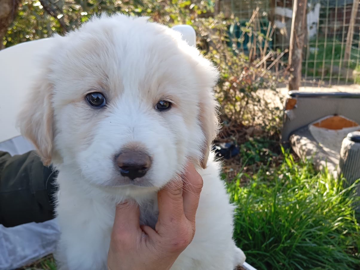 Adozione cane, femmina, Pastore maremmano Razza sconosciuta, 2 mesi, taglia grande, Como