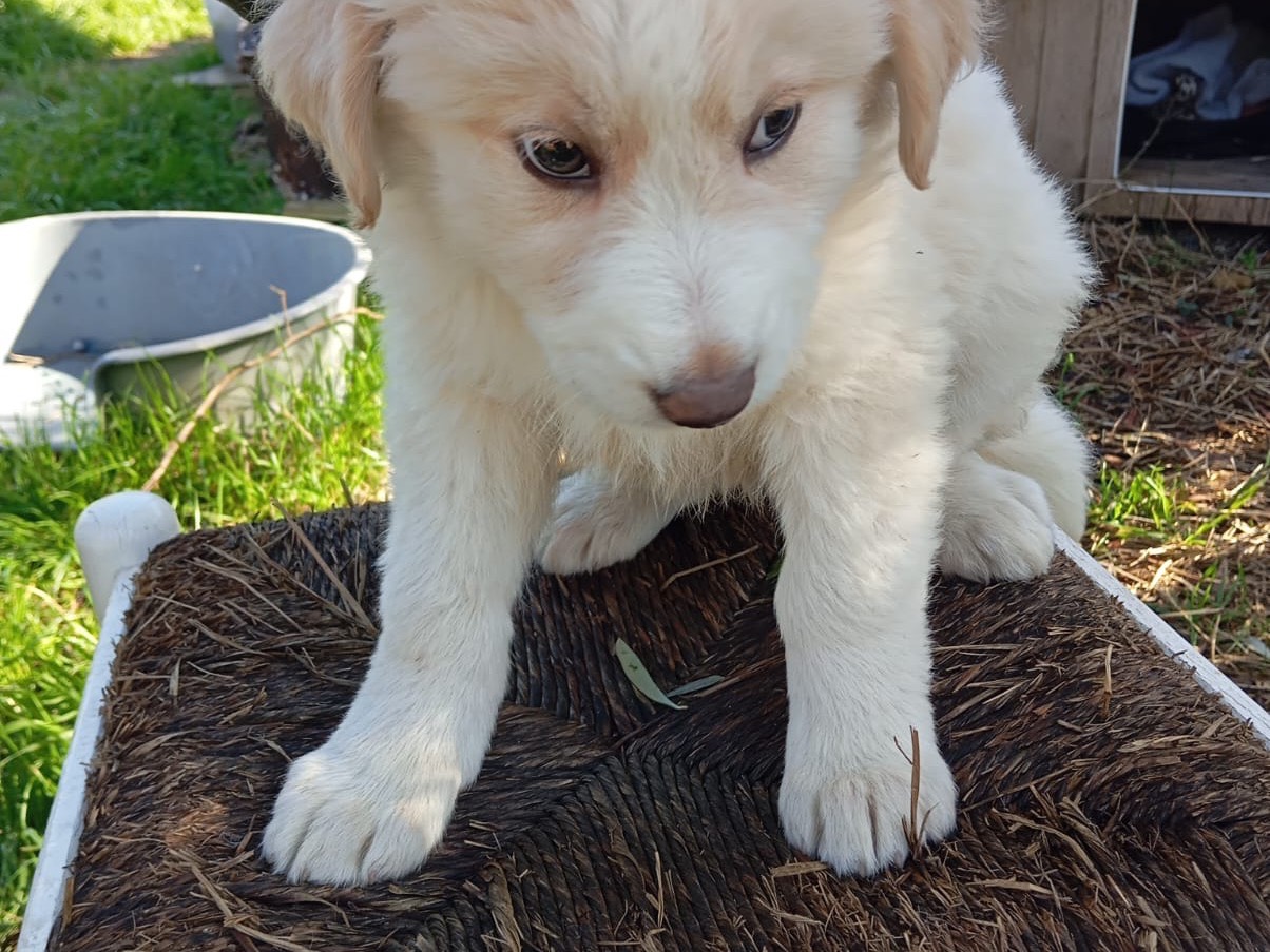Adotta un cane, femmina, 2 mesi, Como