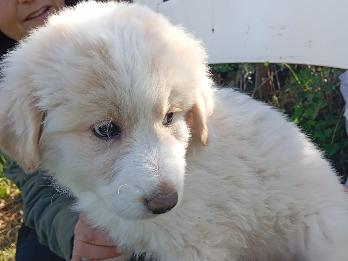 Adotta un cane, taglia grande, femmina, Como