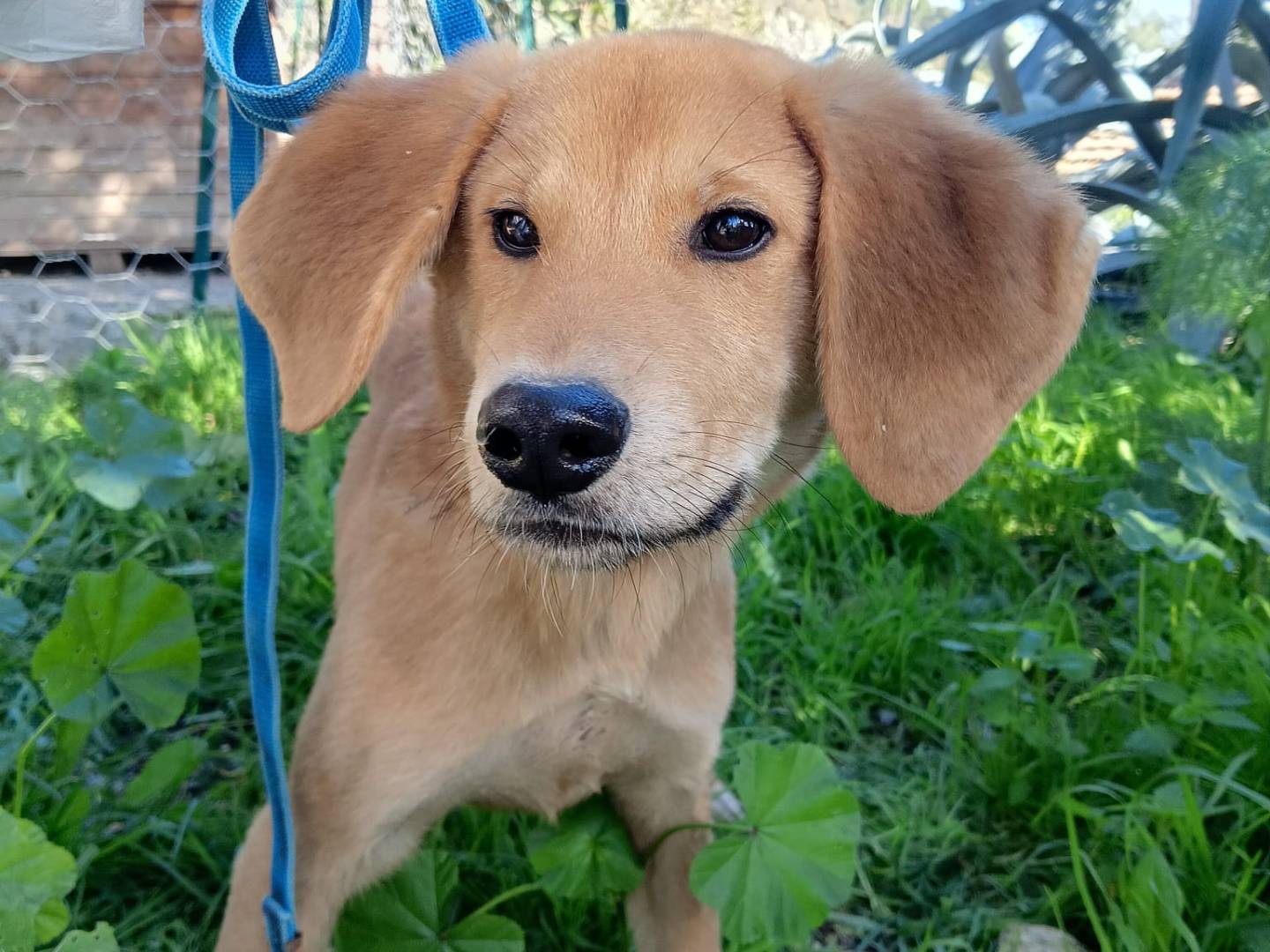 Adozione cane, maschio, Razza sconosciuta Razza sconosciuta, 7 mesi, taglia media, Crotone