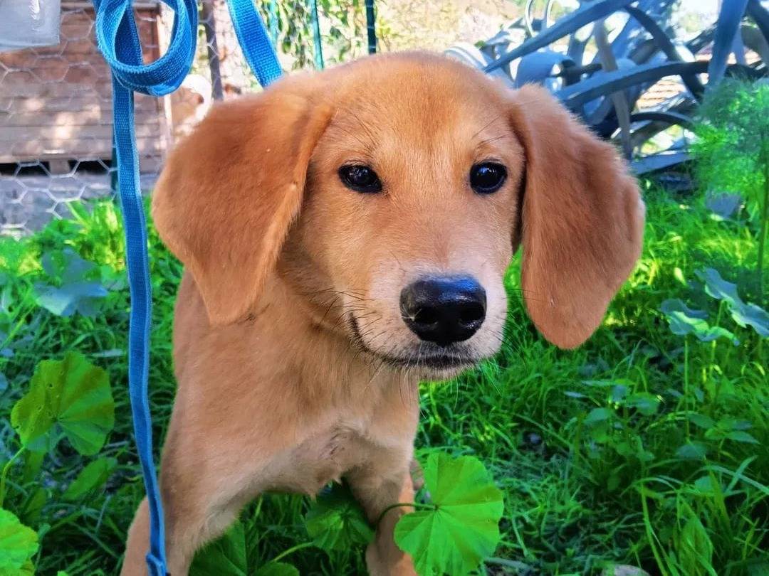 Adotta un cane, maschio, 7 mesi, Crotone