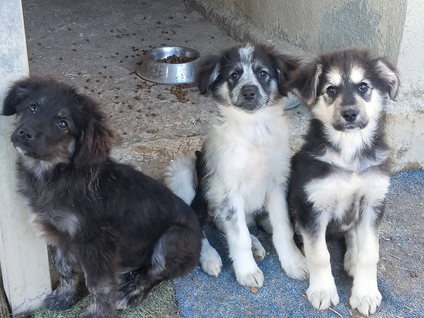 Vuoi adottare un cane a Crotone?