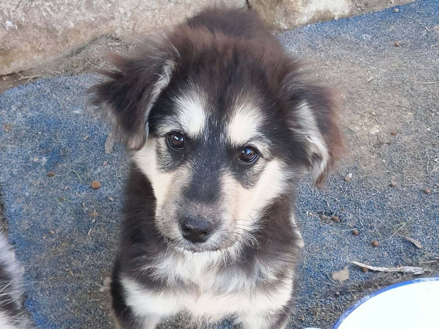 Adotta un cane, taglia media, femmina, Crotone