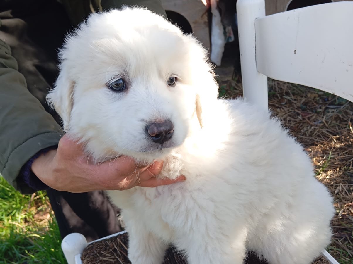 Adozione cane, maschio, Pastore maremmano Razza sconosciuta, 2 mesi, taglia grande, Treviso