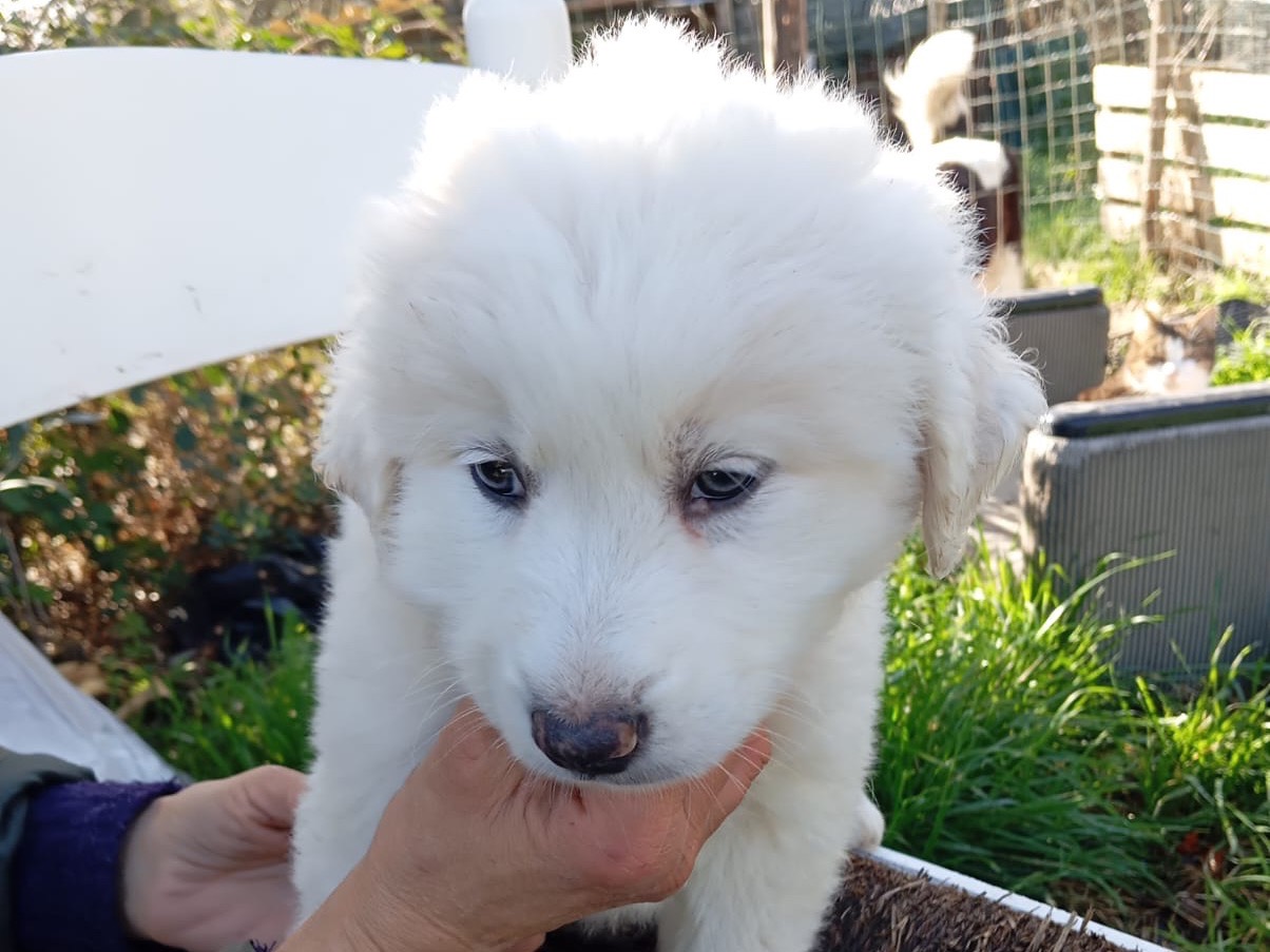 Adotta un cane, maschio, 2 mesi, Treviso