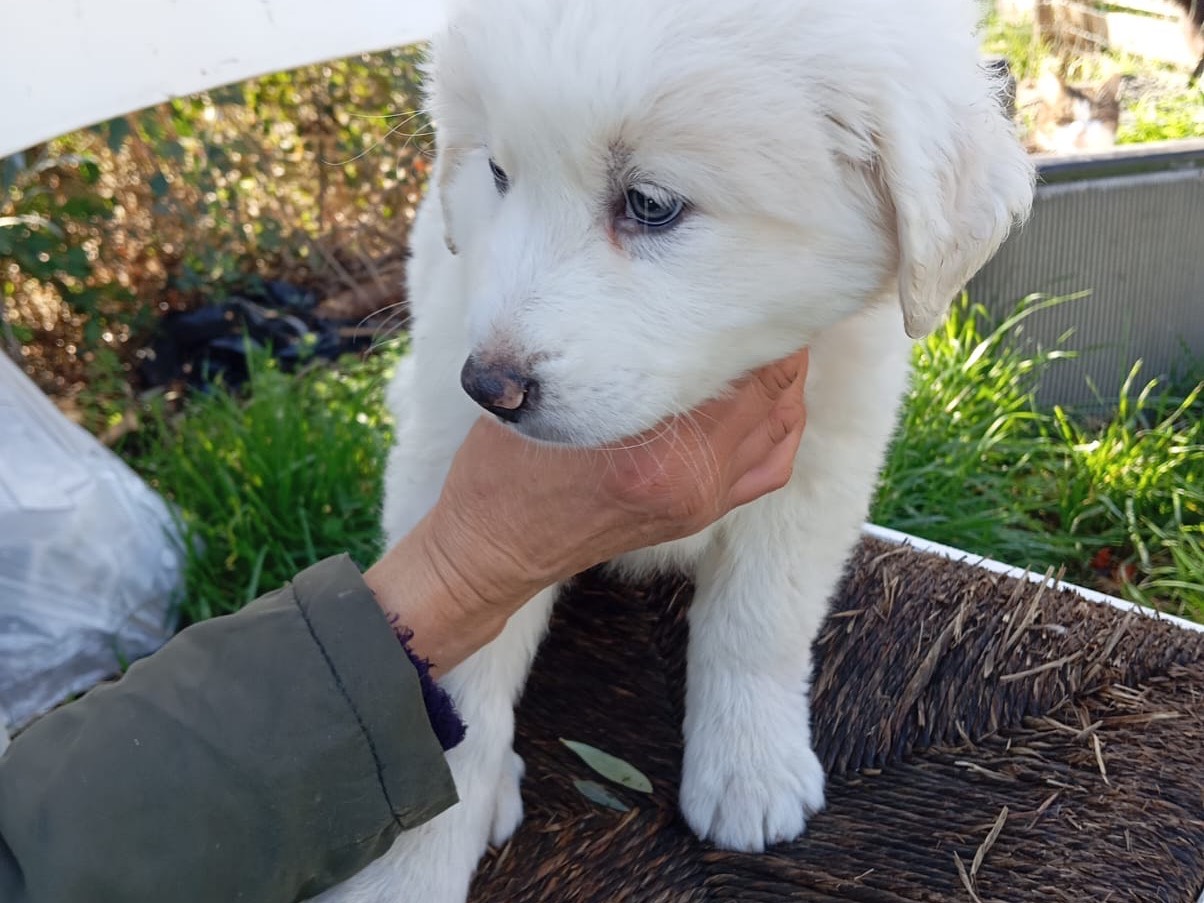 Adotta un cane, taglia grande, maschio, Treviso