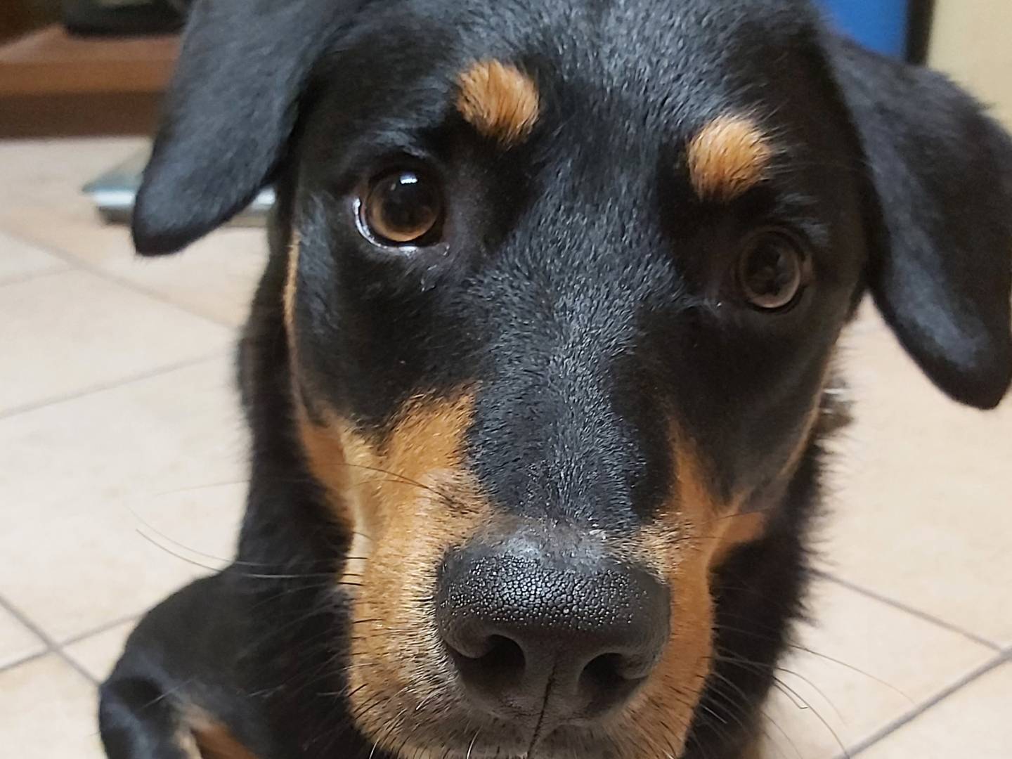Adozione cane, maschio, Border Collie Rottweiler, 1 anno e 9 mesi, taglia media, Pavia