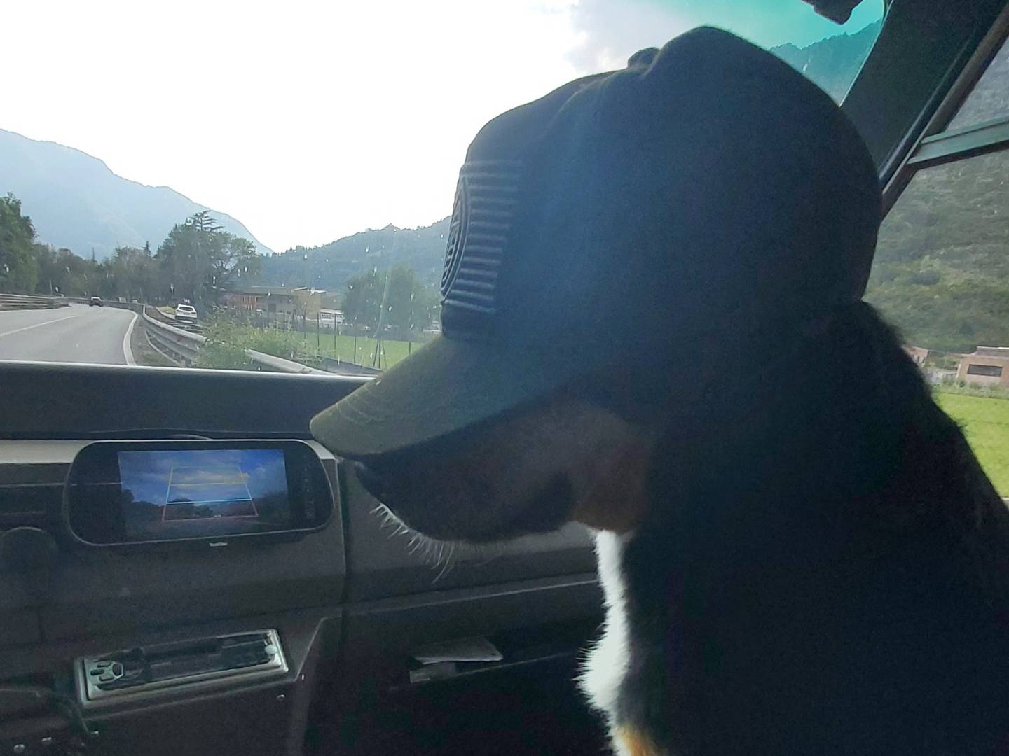 Adotta il cane Attila a Pavia