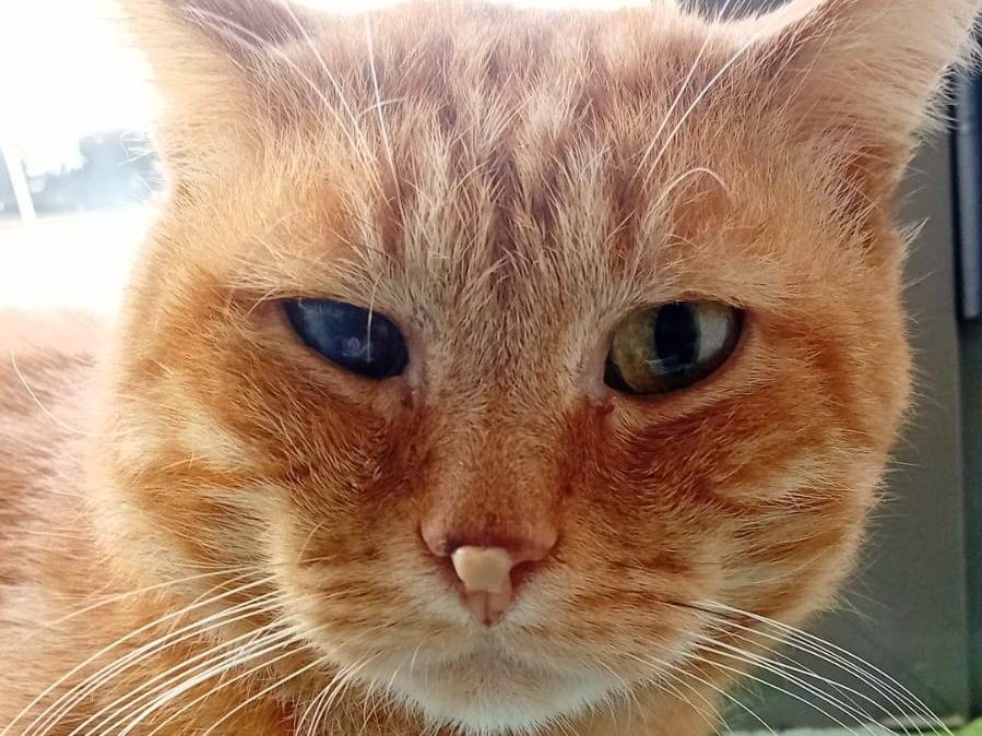 Adozione gatto, maschio, Razza sconosciuta Razza sconosciuta, 7 anni e 7 mesi, taglia non valida, Bergamo