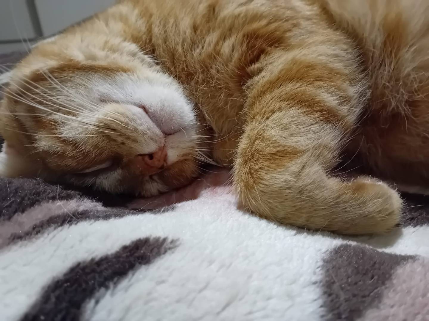 Adotta un gatto, maschio, 7 anni e 7 mesi, Bergamo