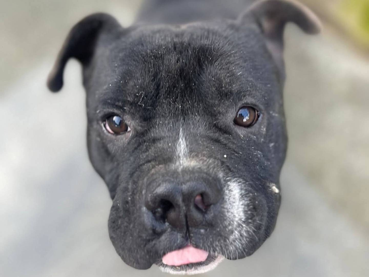 Adozione cane, maschio, Pitbull Razza sconosciuta, 1 anno, taglia media, Frosinone