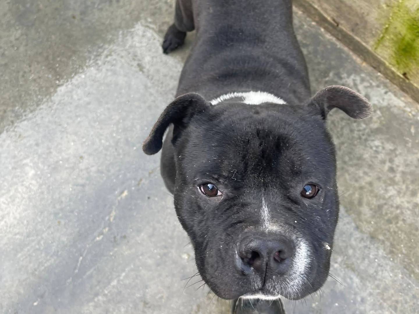 Adotta un cane, maschio, 1 anno, Frosinone