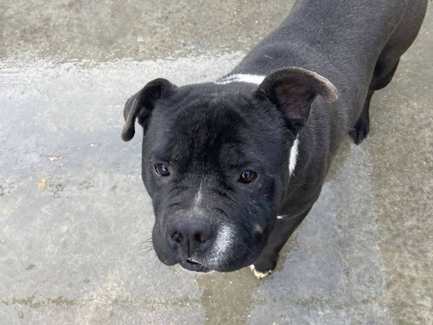 Adotta un cane, taglia media, maschio, Frosinone