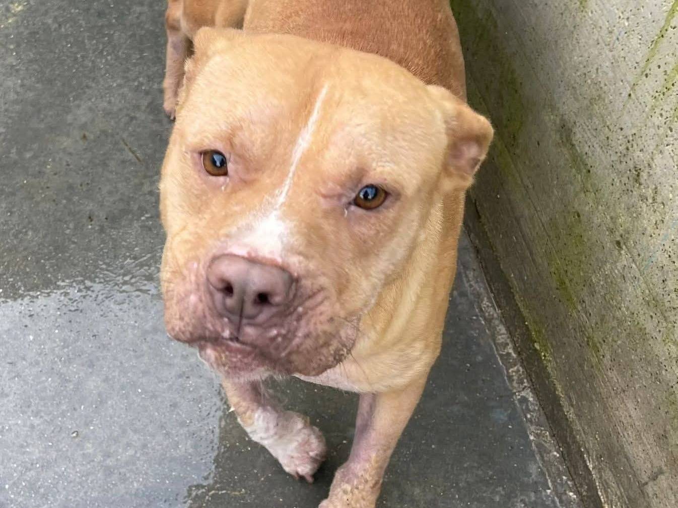 Adozione cane, femmina, Pitbull Razza sconosciuta, 1 anno, taglia media, Frosinone