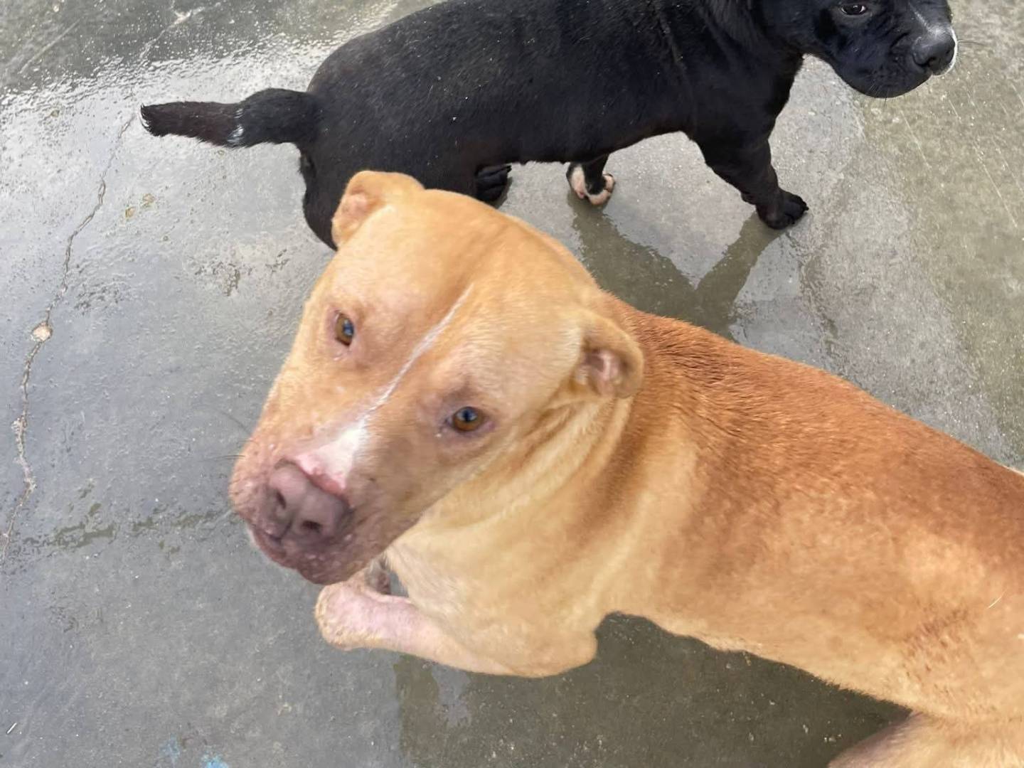 Adotta un cane, taglia media, femmina, Frosinone