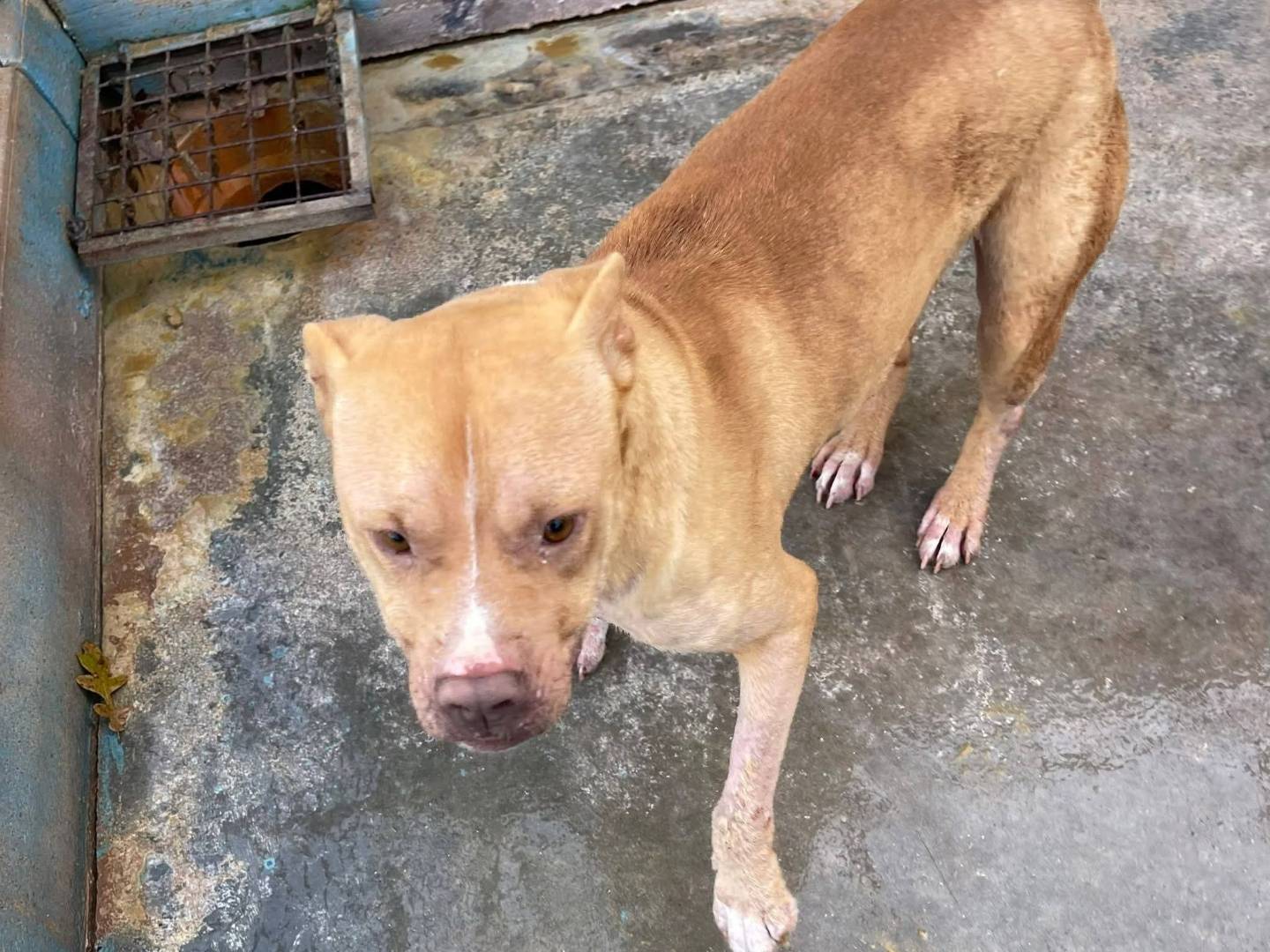 Vuoi adottare un cane a Frosinone?