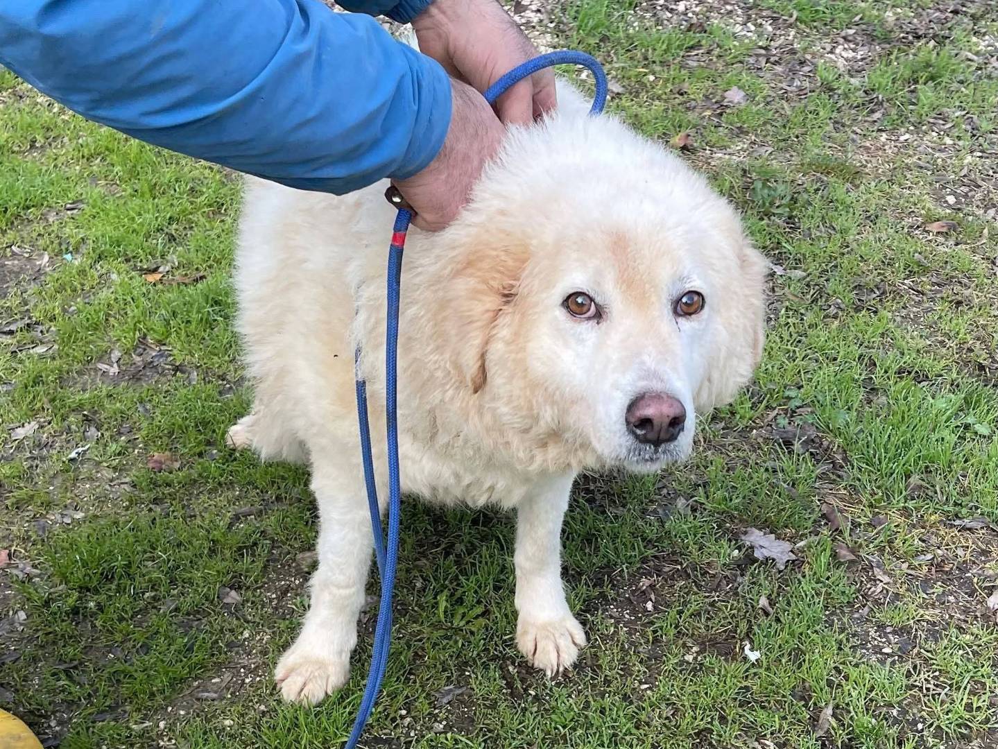 Adozione cane, femmina, Pastore maremmano Razza sconosciuta, 12 anni, taglia gigante, Frosinone