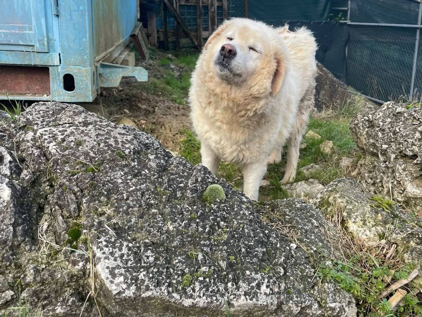 Adotta un cane, femmina, 12 anni, Frosinone