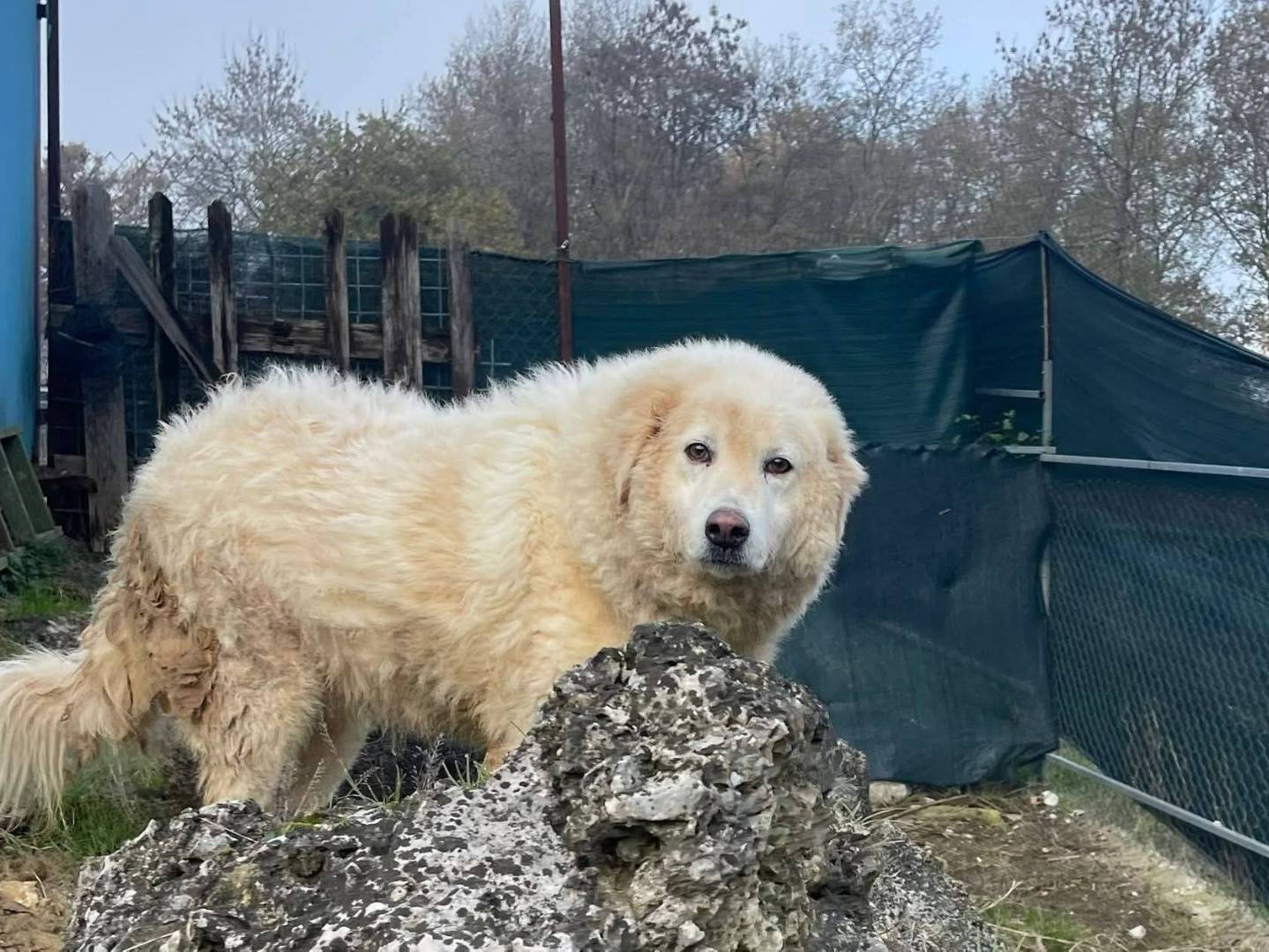 Adotta un cane, taglia gigante, femmina, Frosinone