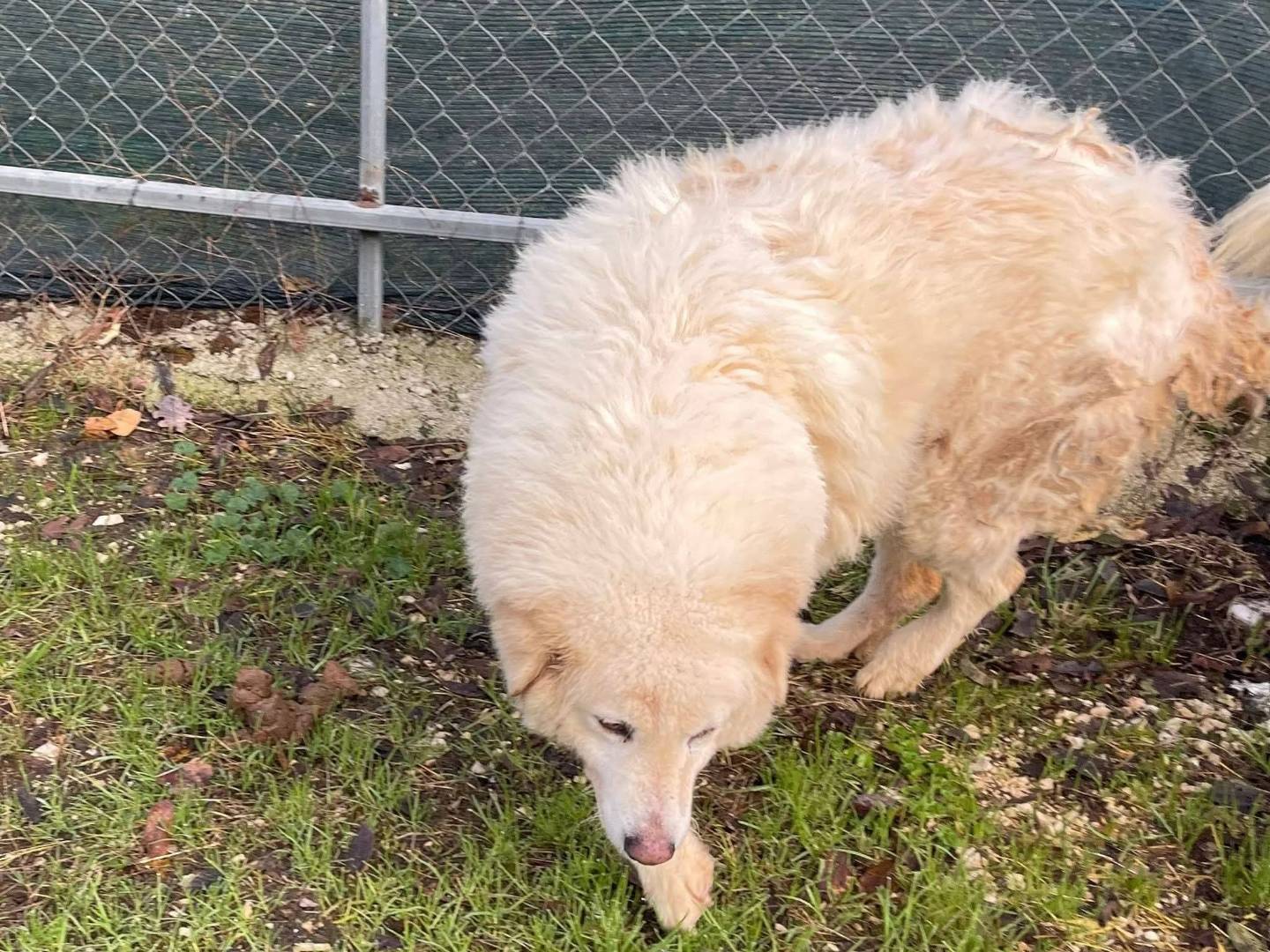 Adotta il cane Nonna Nuvola  a Frosinone