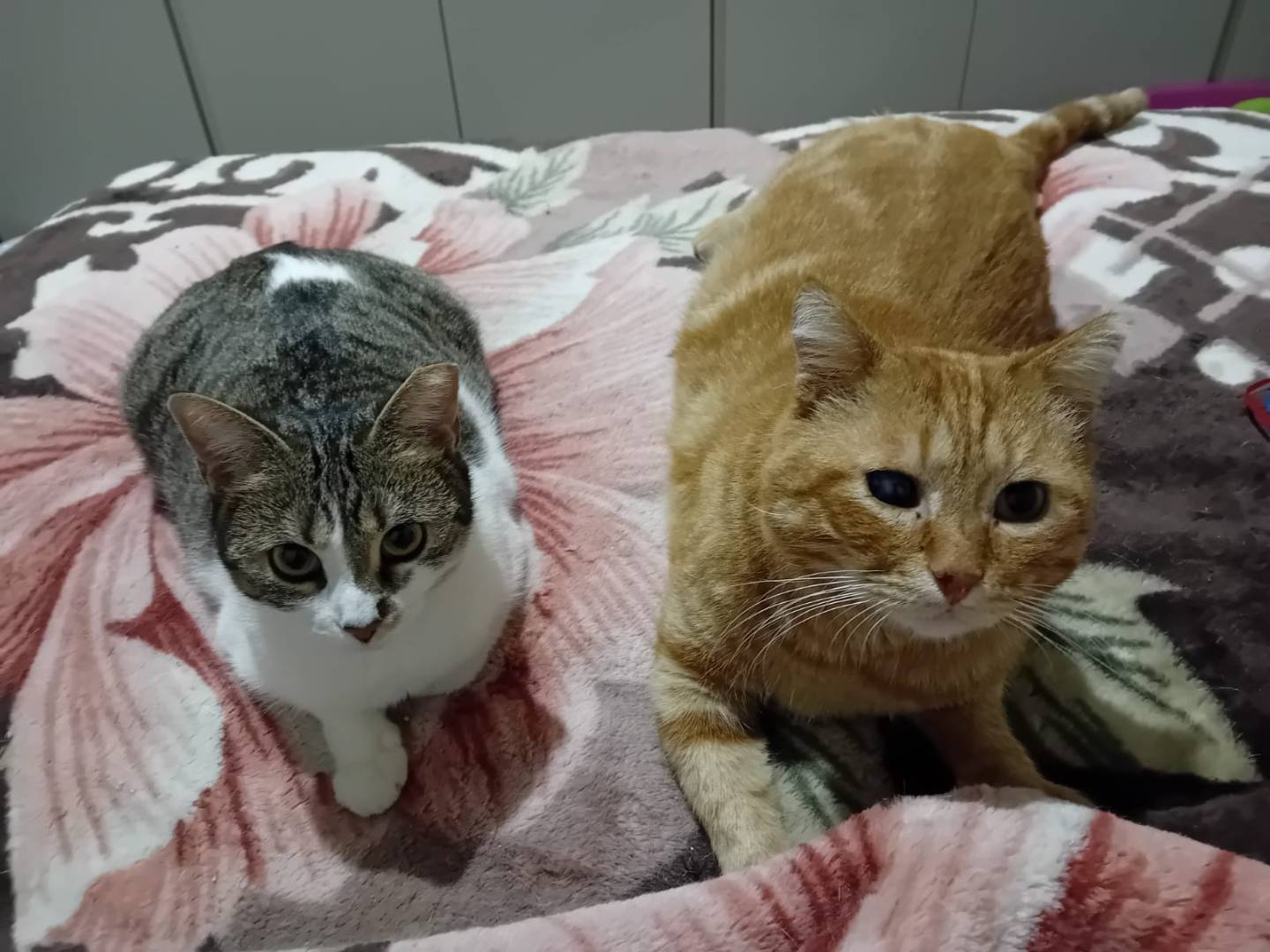 Adotta un gatto, taglia non valida, maschio, Bergamo