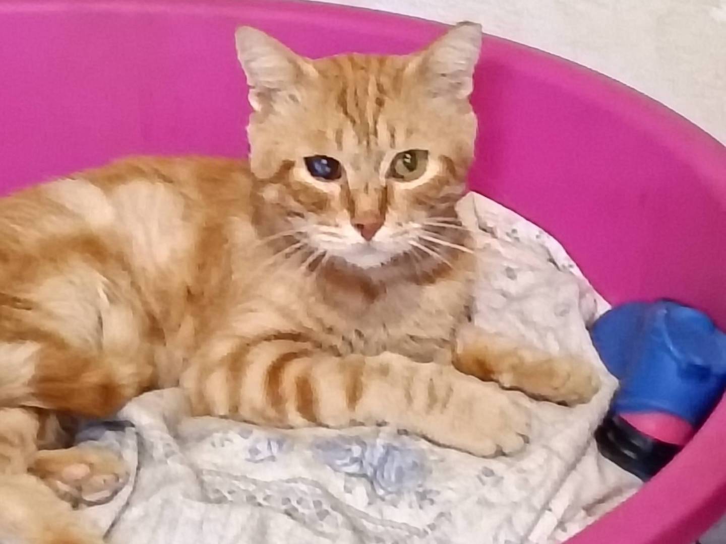 Vuoi adottare un gatto a Bergamo?