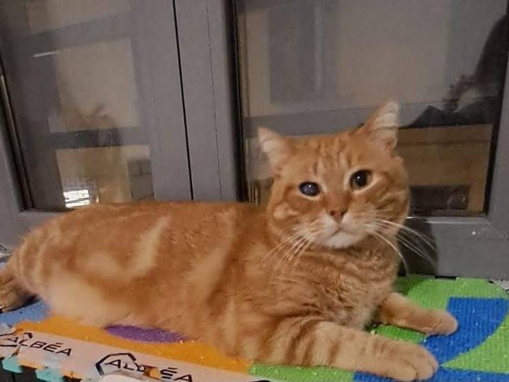 Adotta il gatto Nemo a Bergamo