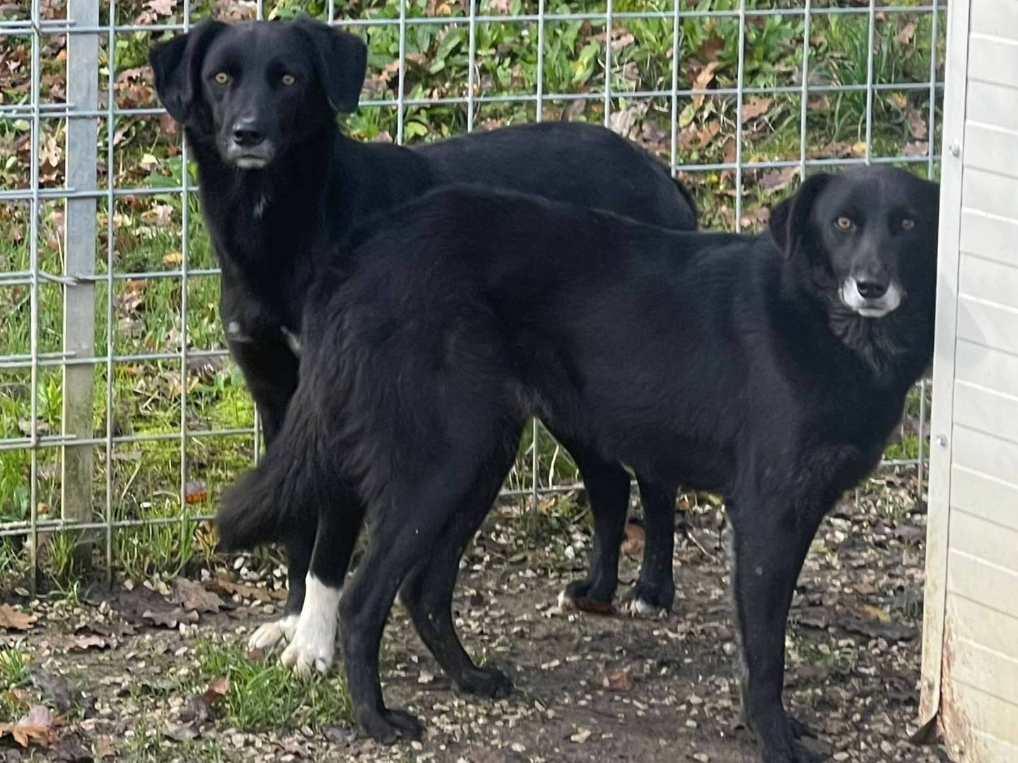 Adozione cane, maschio, Razza sconosciuta Razza sconosciuta, 1 anno, taglia media, Frosinone