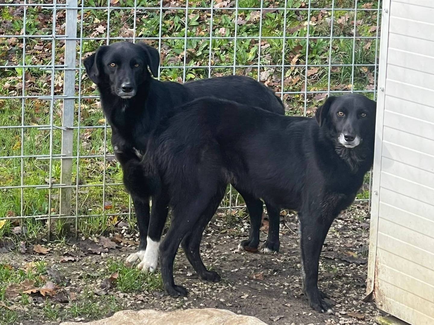 Adotta un cane, maschio, 1 anno, Frosinone