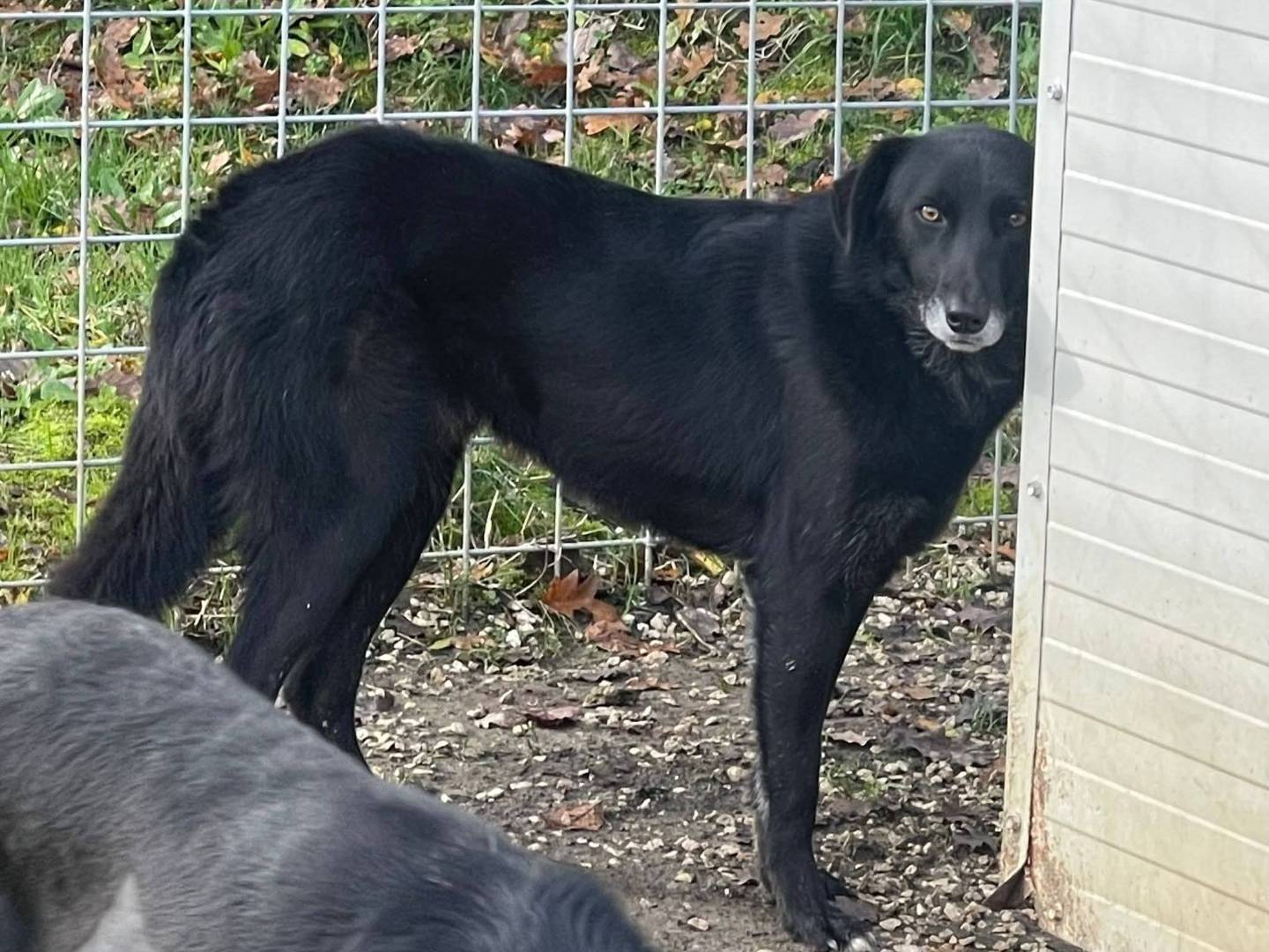 Adotta un cane, taglia media, maschio, Frosinone