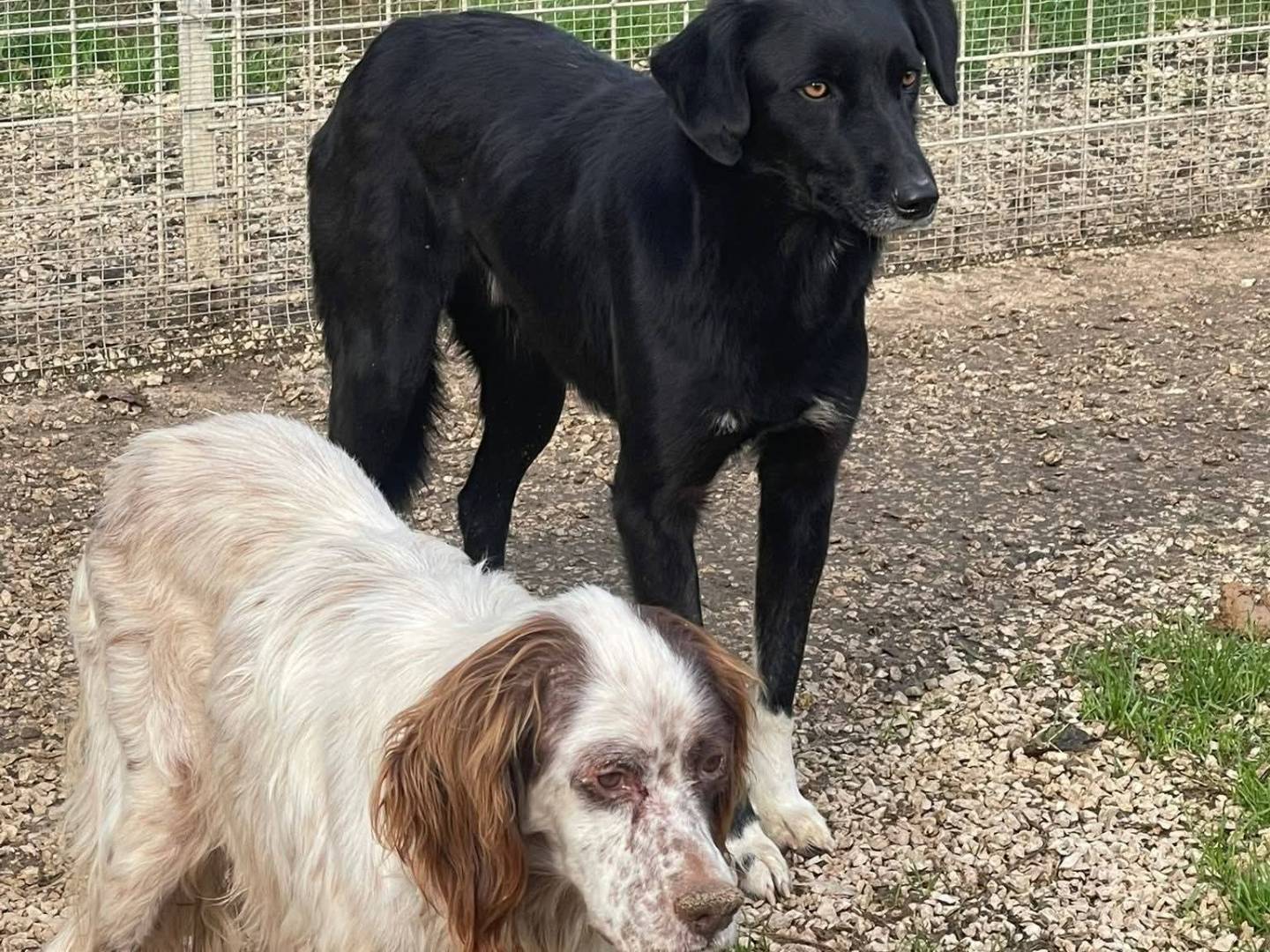 Vuoi adottare un cane a Frosinone?
