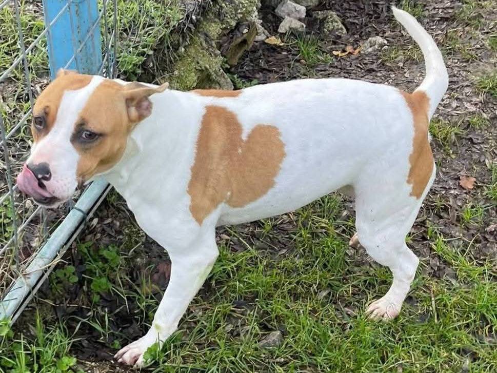 Adozione cane, femmina, Pitbull Razza sconosciuta, 3 anni, taglia media contenuta, Frosinone