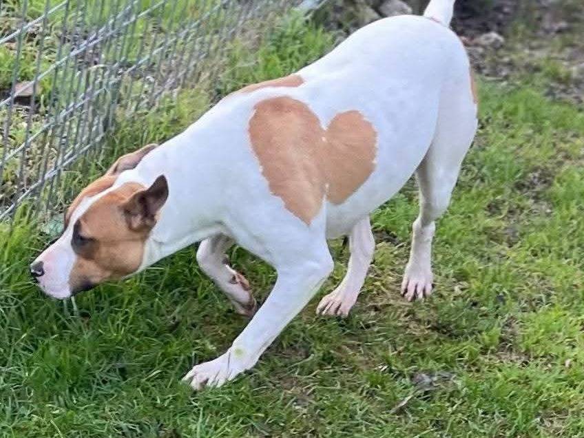 Vuoi adottare un cane a Frosinone?