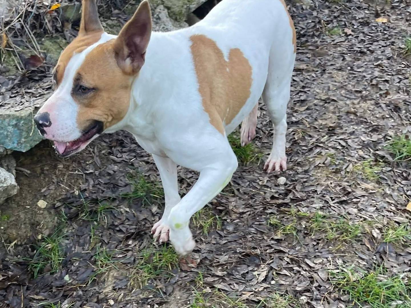 Adotta il cane Cuore a Frosinone