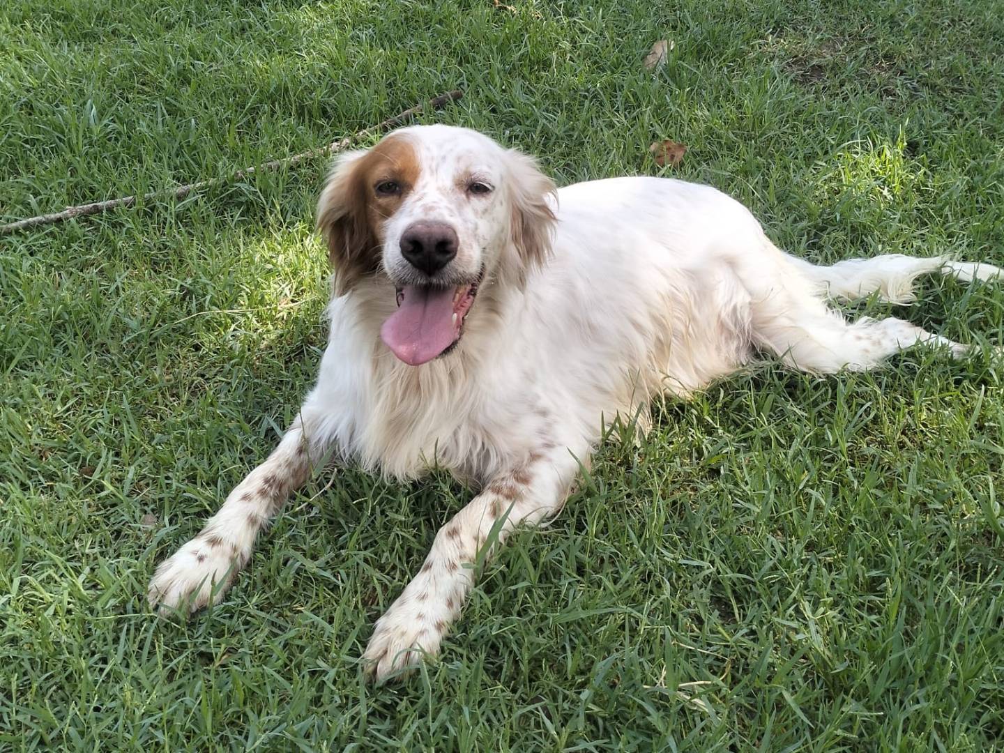 Adozione cane, femmina, Setter Inglese Razza sconosciuta, 2 anni, taglia media, Frosinone
