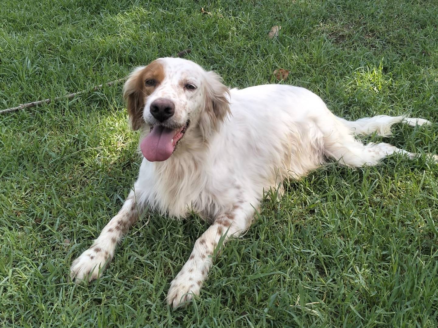 Adotta un cane, femmina, 2 anni, Frosinone