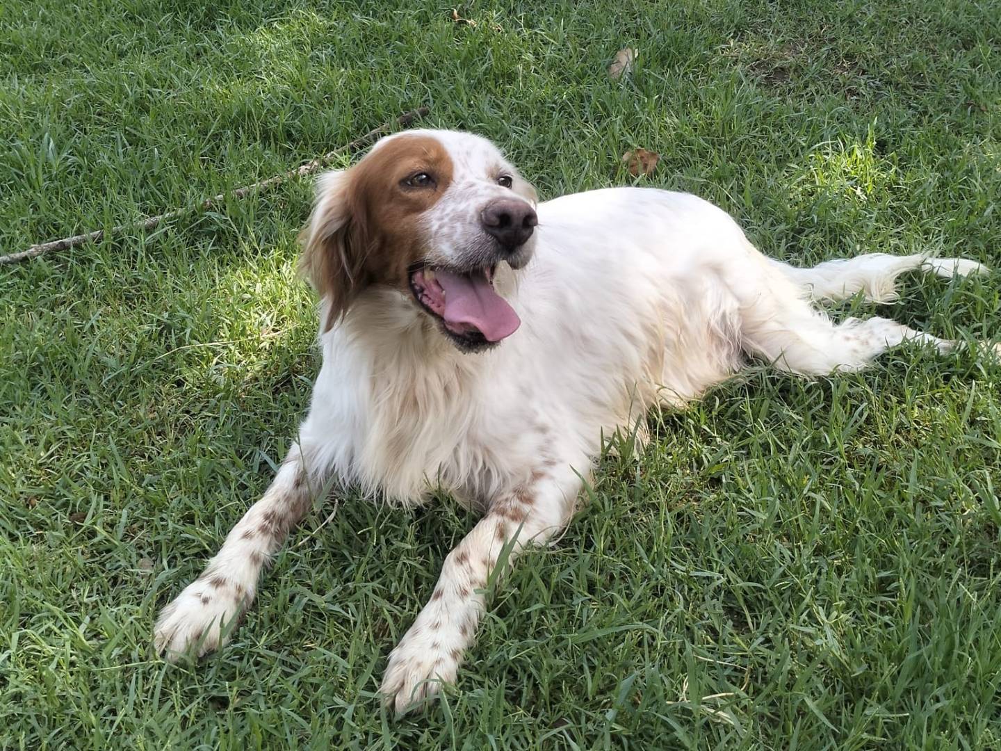 Adotta un cane, taglia media, femmina, Frosinone