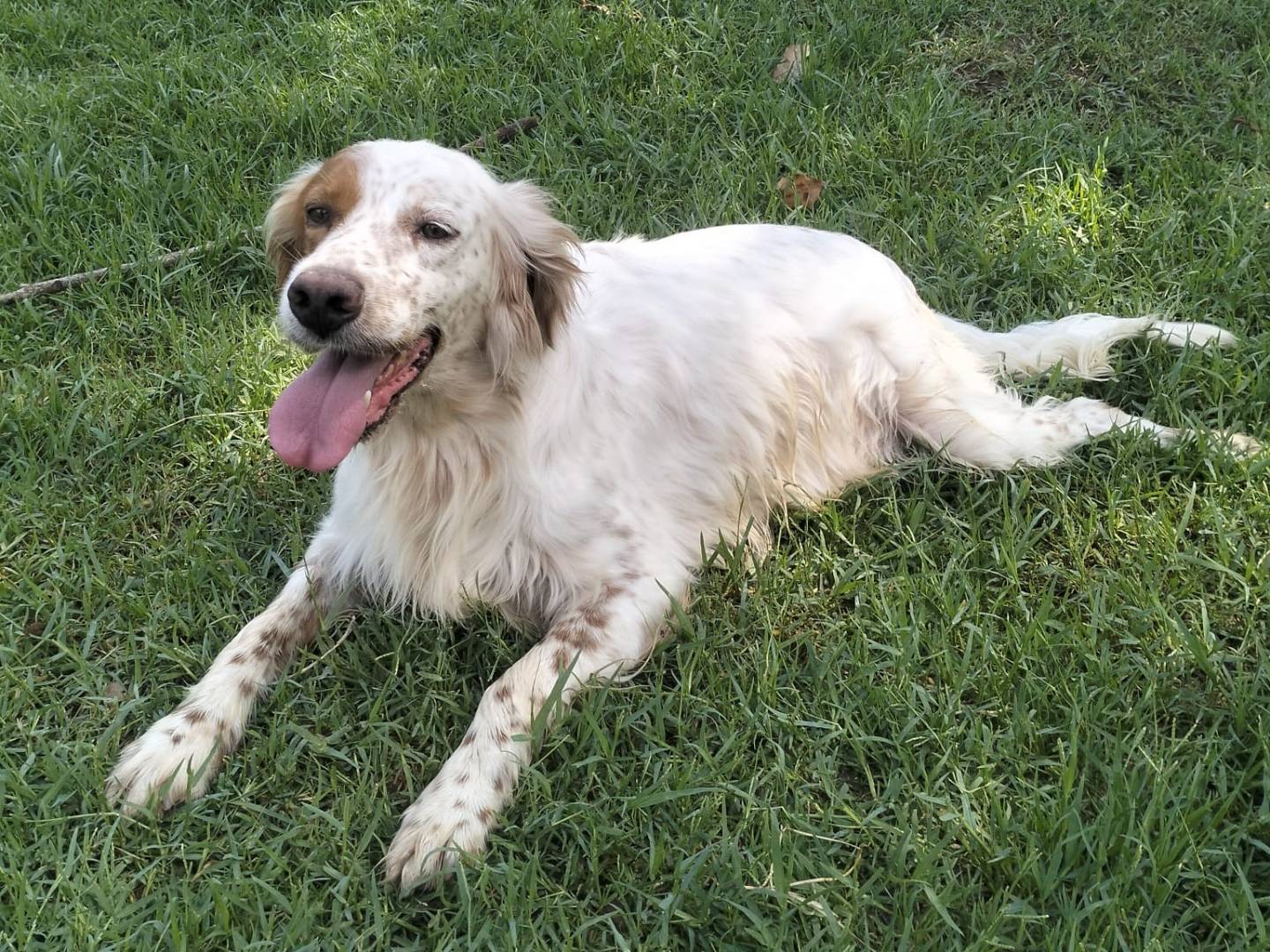 Vuoi adottare un cane a Frosinone?