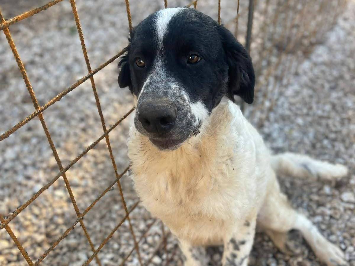 Adotta un cane, maschio, 7 mesi, Frosinone