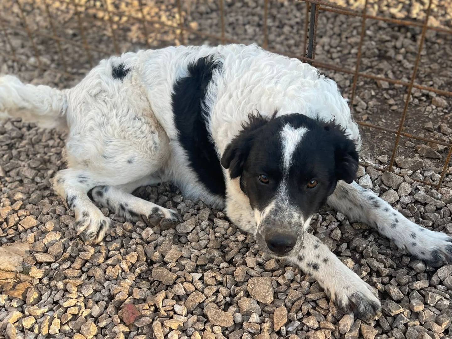 Adotta un cane, taglia media, maschio, Frosinone