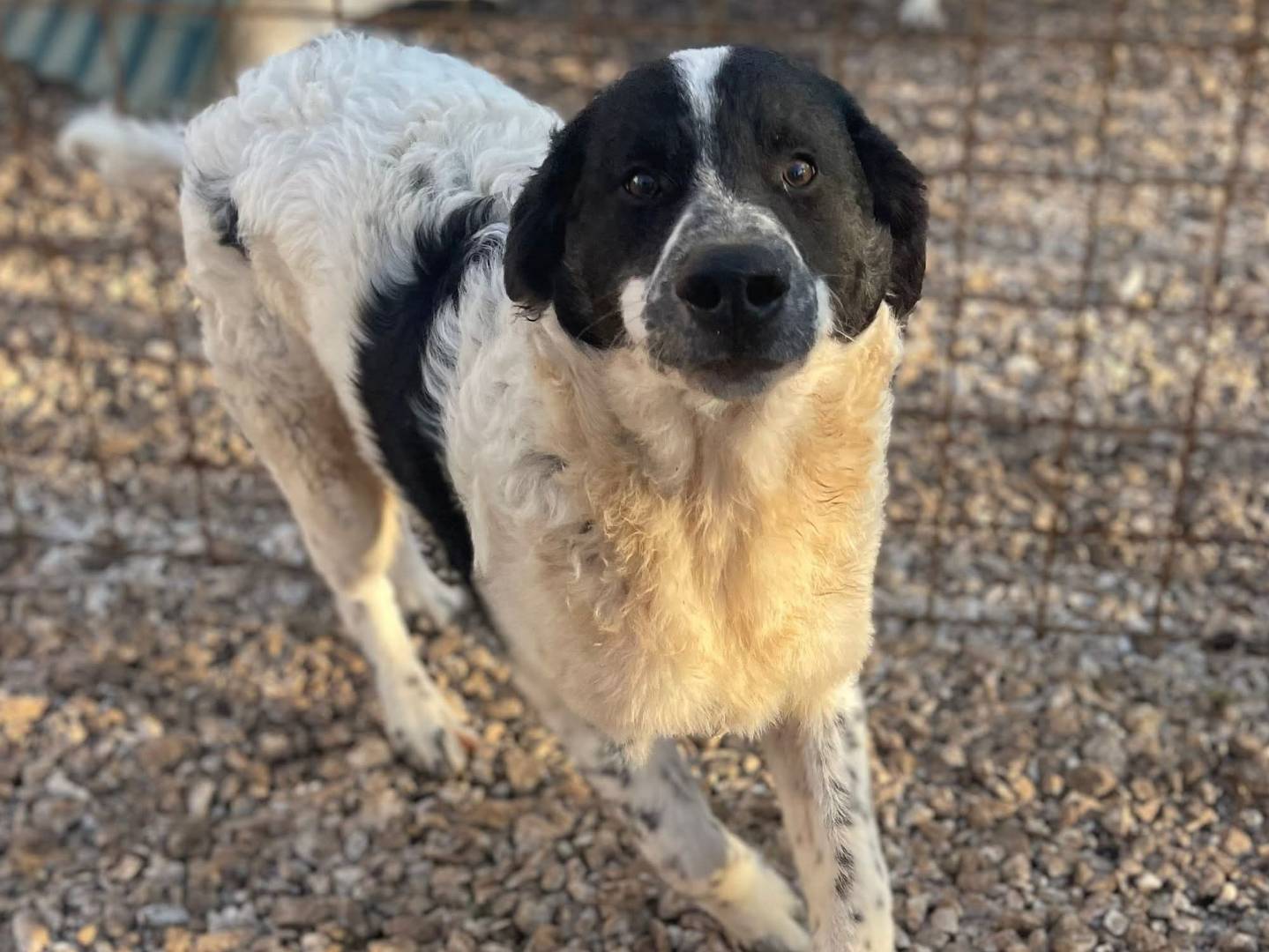 Vuoi adottare un cane a Frosinone?