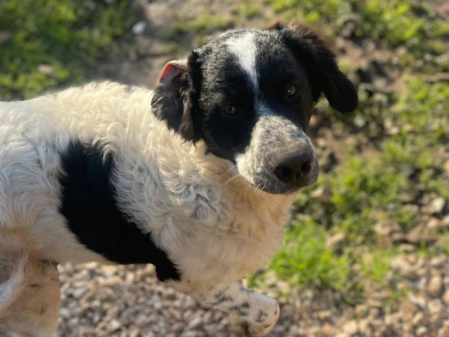 Adotta il cane Gigi a Frosinone