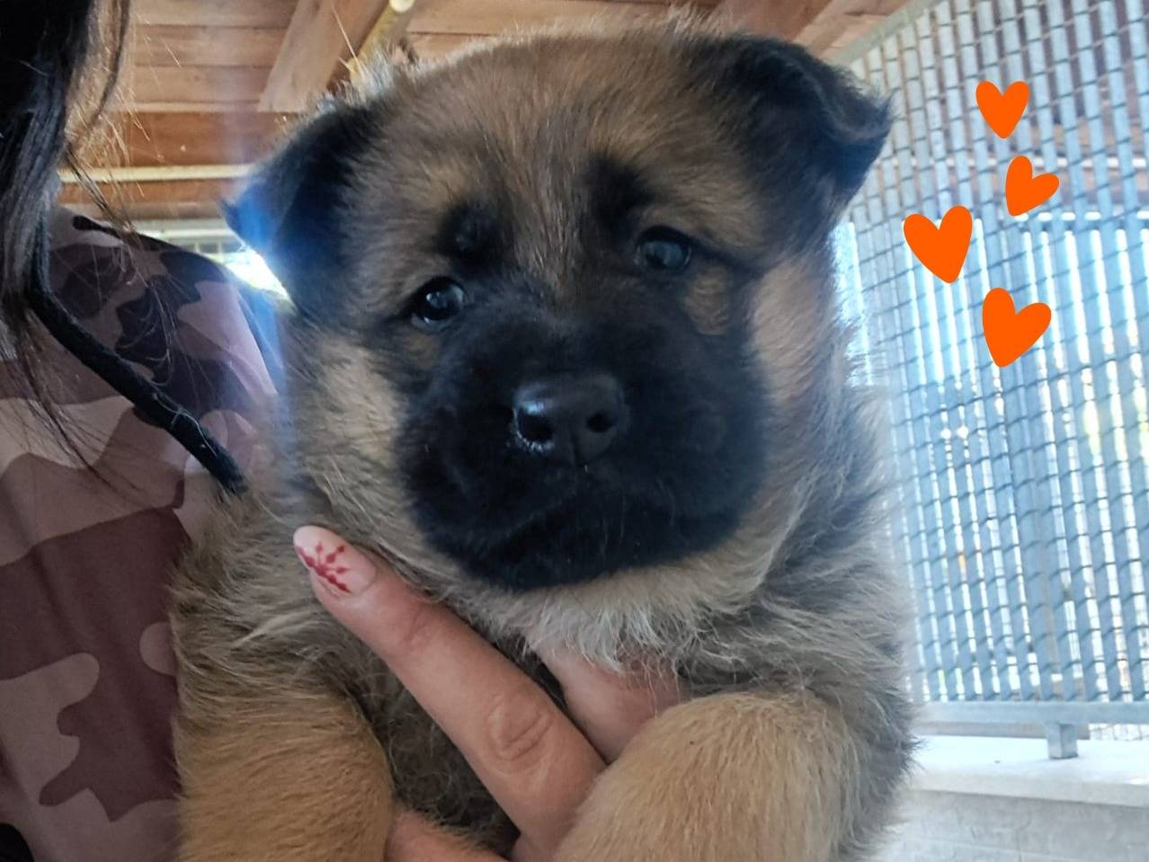 Adozione cane, femmina, Pastore tedesco Razza sconosciuta, 2 mesi, taglia grande, Arezzo