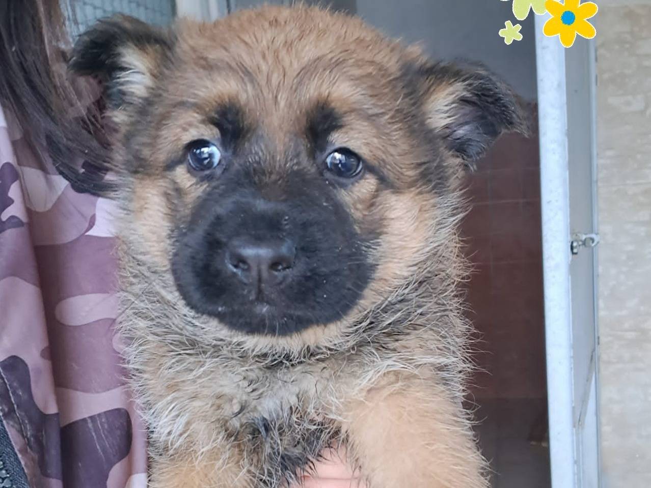 Adotta un cane, femmina, 2 mesi, Arezzo