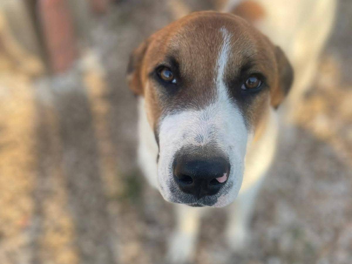 Adotta un cane, maschio, 7 mesi, Frosinone